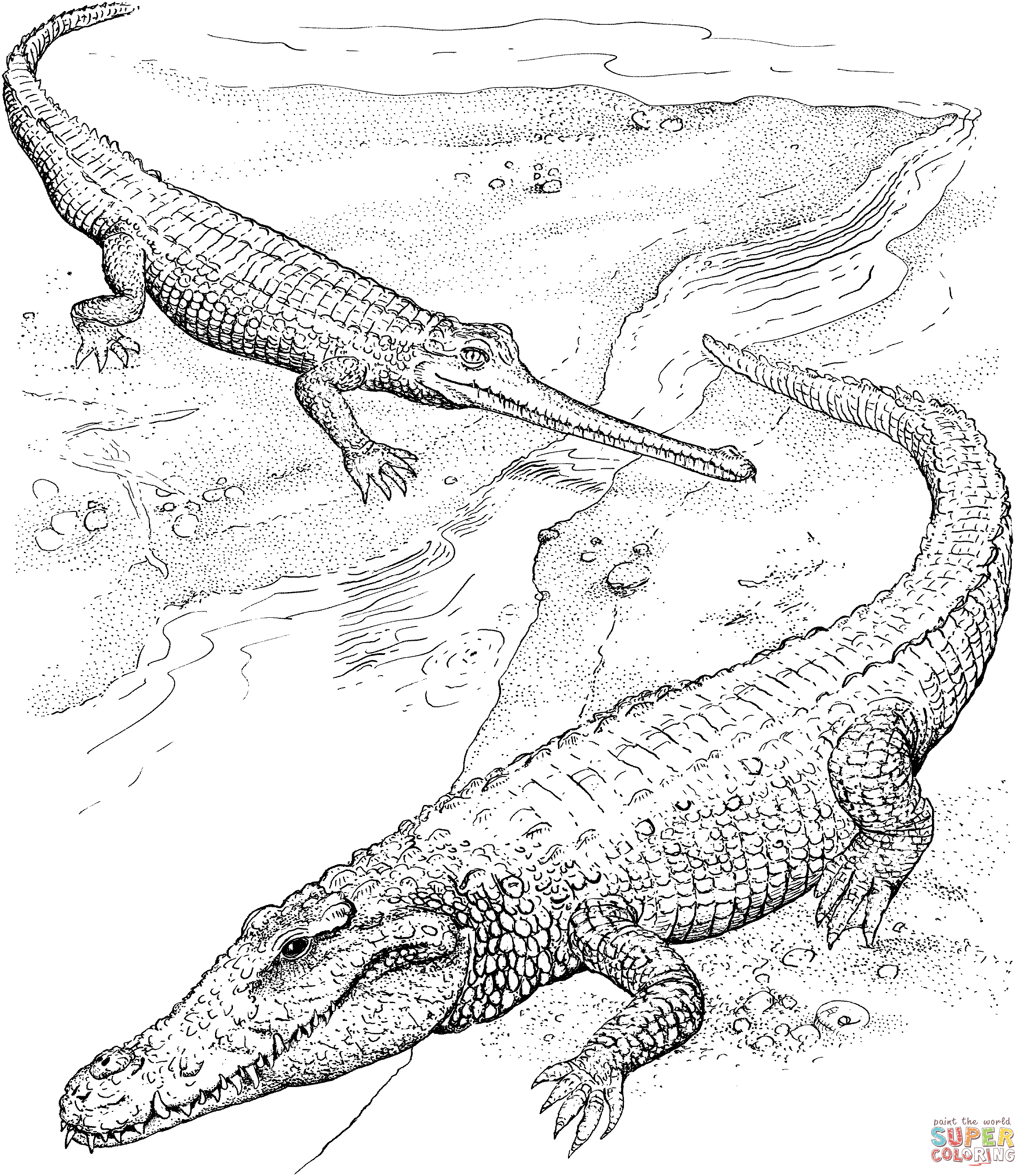 Coloring Page Alligator Crocodile Coloring Pages Free Coloring Pages