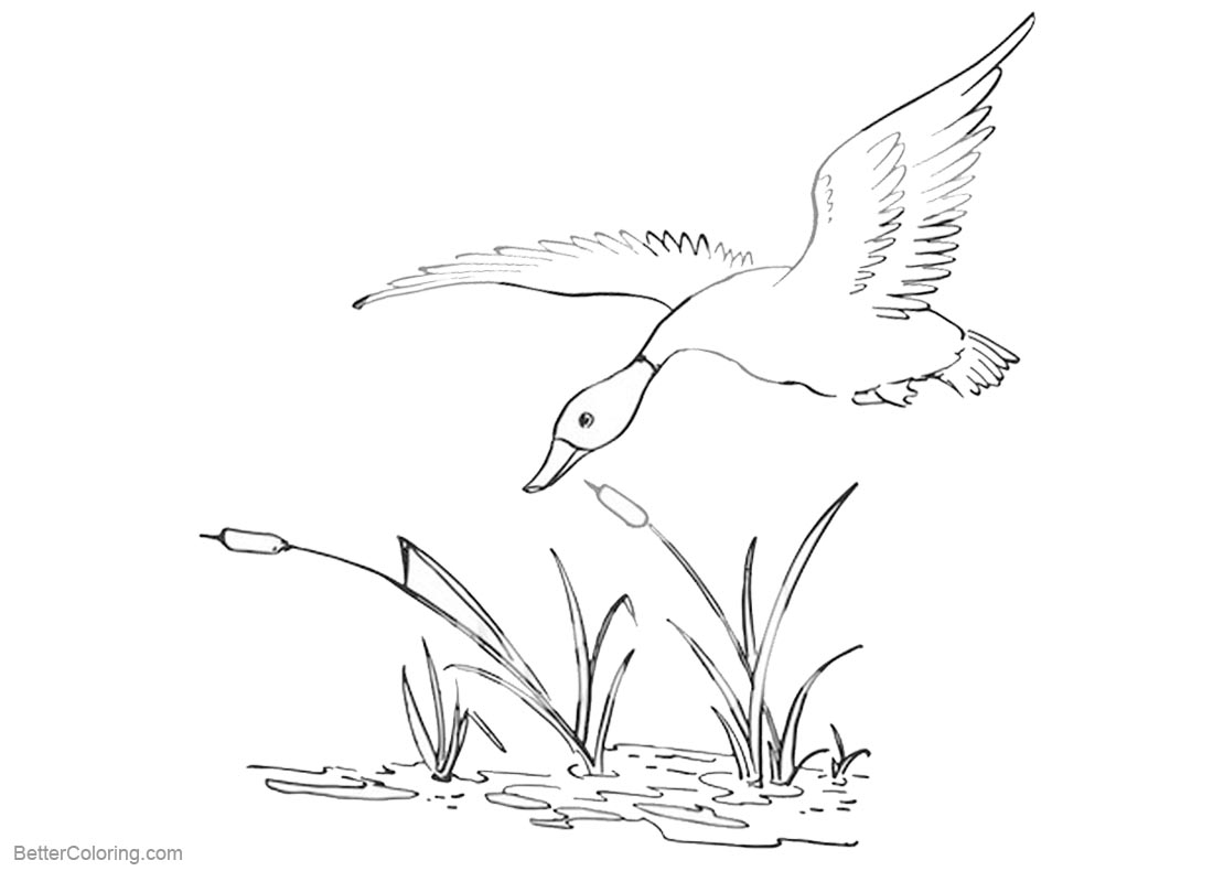 Coloring Page Duck Pond Coloring Pages Duck Flying Over The Pond Free Printable