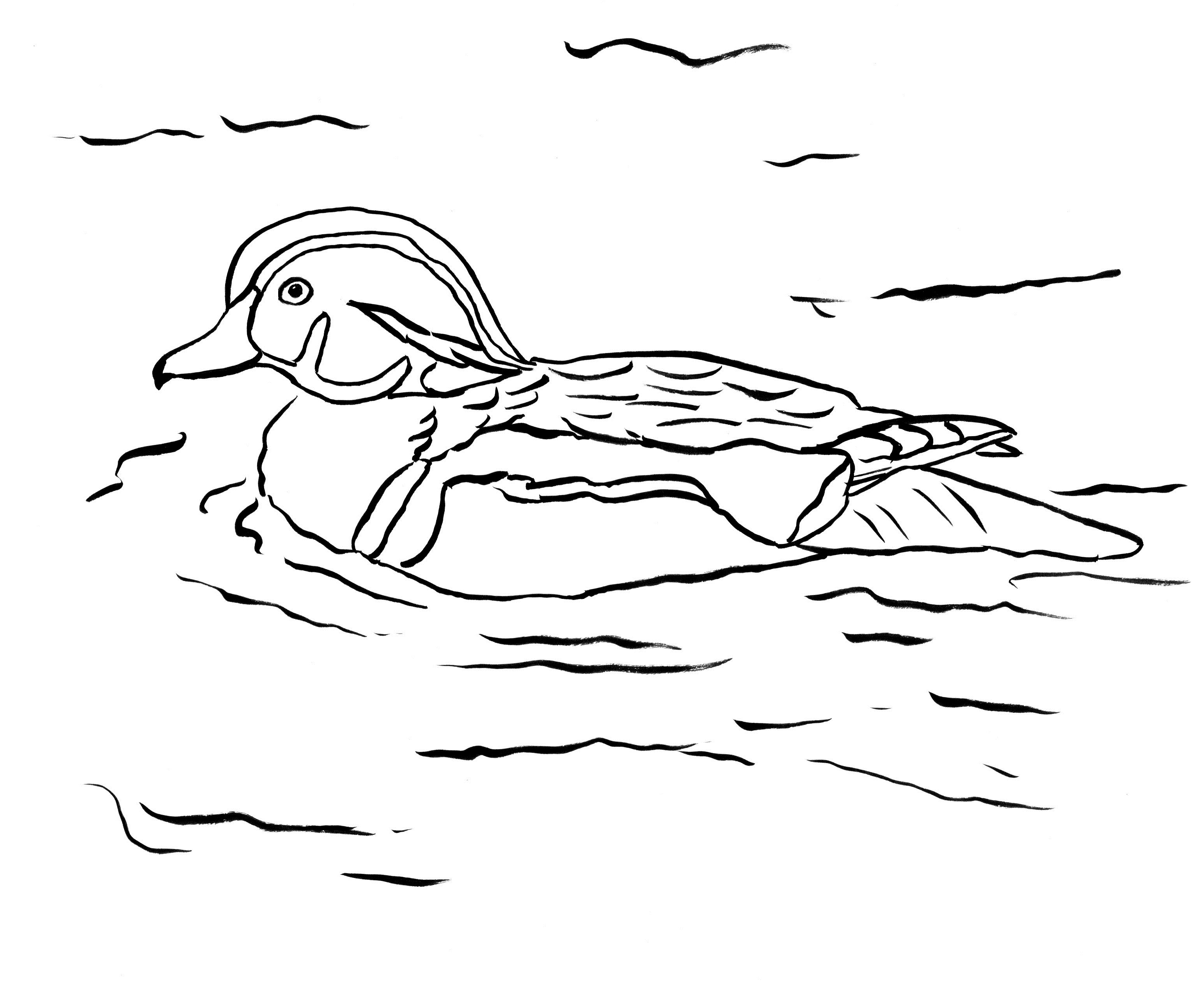 Coloring Page Duck Wood Duck Coloring Page Art Starts For Kids