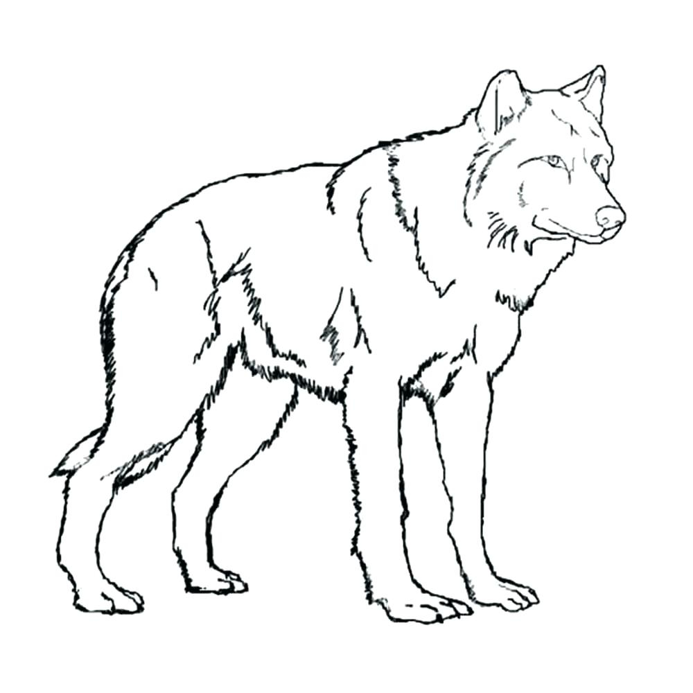 Coloring Pages Of A Wolf Coloring Page Wolf Offsetsheetco