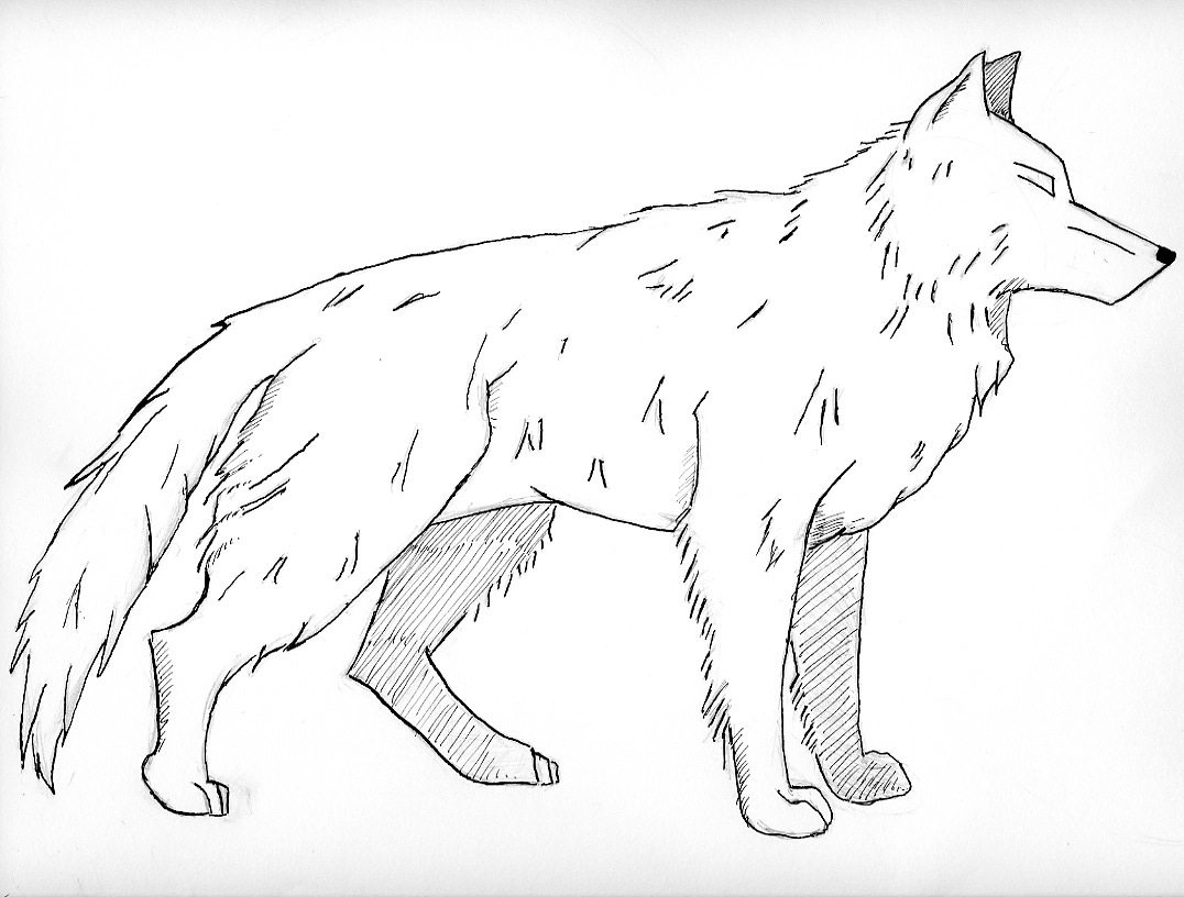 Coloring Pages Of A Wolf White Wolf Coloring Pages Animal Coloring Pages Of Pagestocoloring