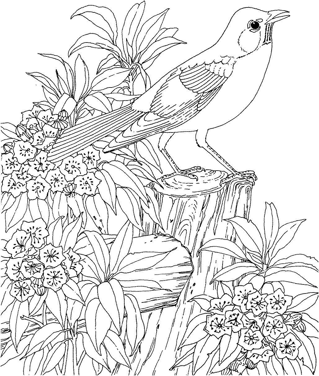 Coloring Pages Of Animals Hard Coloring Pages Of Animals Hard At Getdrawings Free For