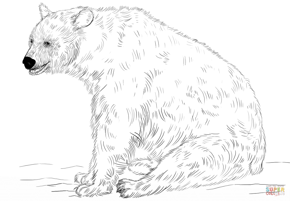 Coloring Pages Of Black Bears Black Bear Sitting Coloring Page Free Printable Coloring Pages