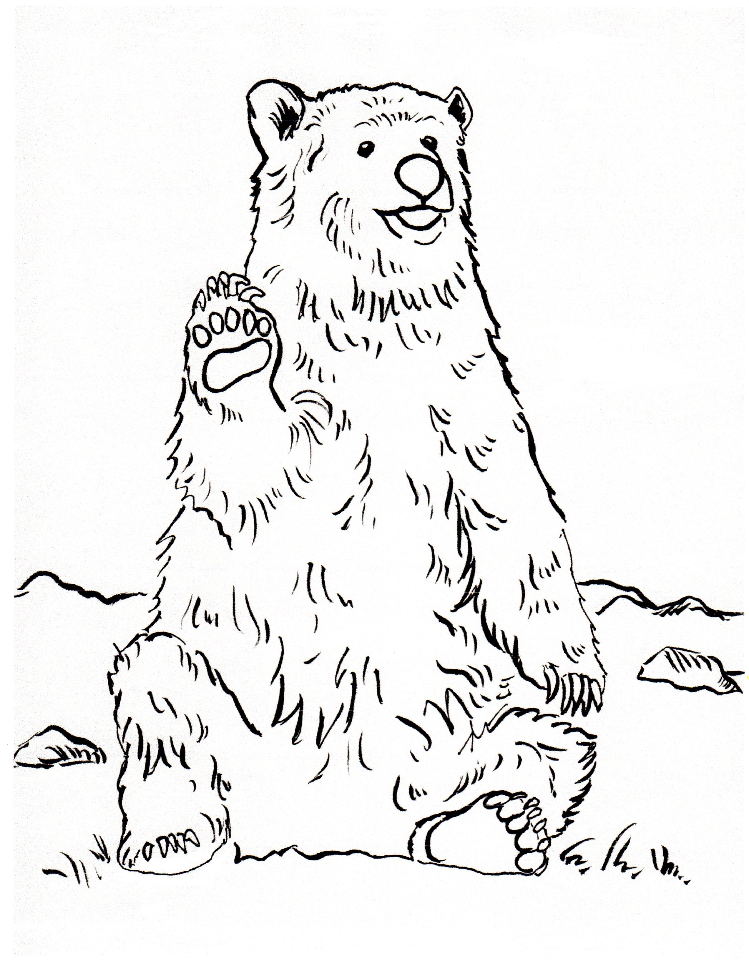 Coloring Pages Of Black Bears Coloring American Black Bear Family Coloring Page Supercoloring