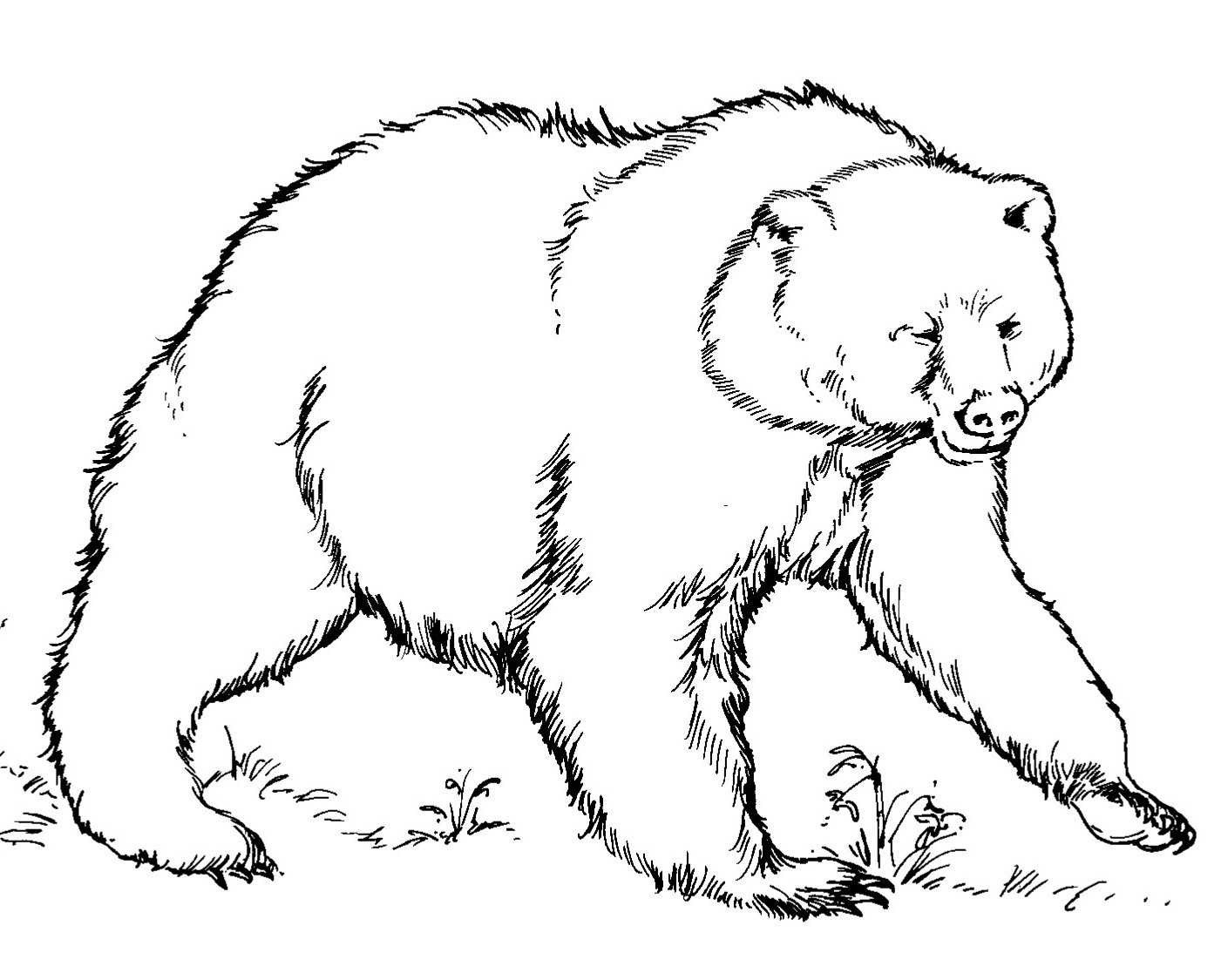 Coloring Pages Of Black Bears Free Printable Bear Coloring Pages For Kids
