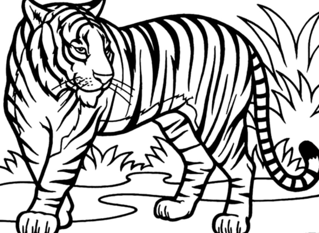 Coloring Pages Of Cute Tigers Color Tiger Drawing Wallpapers Sensei