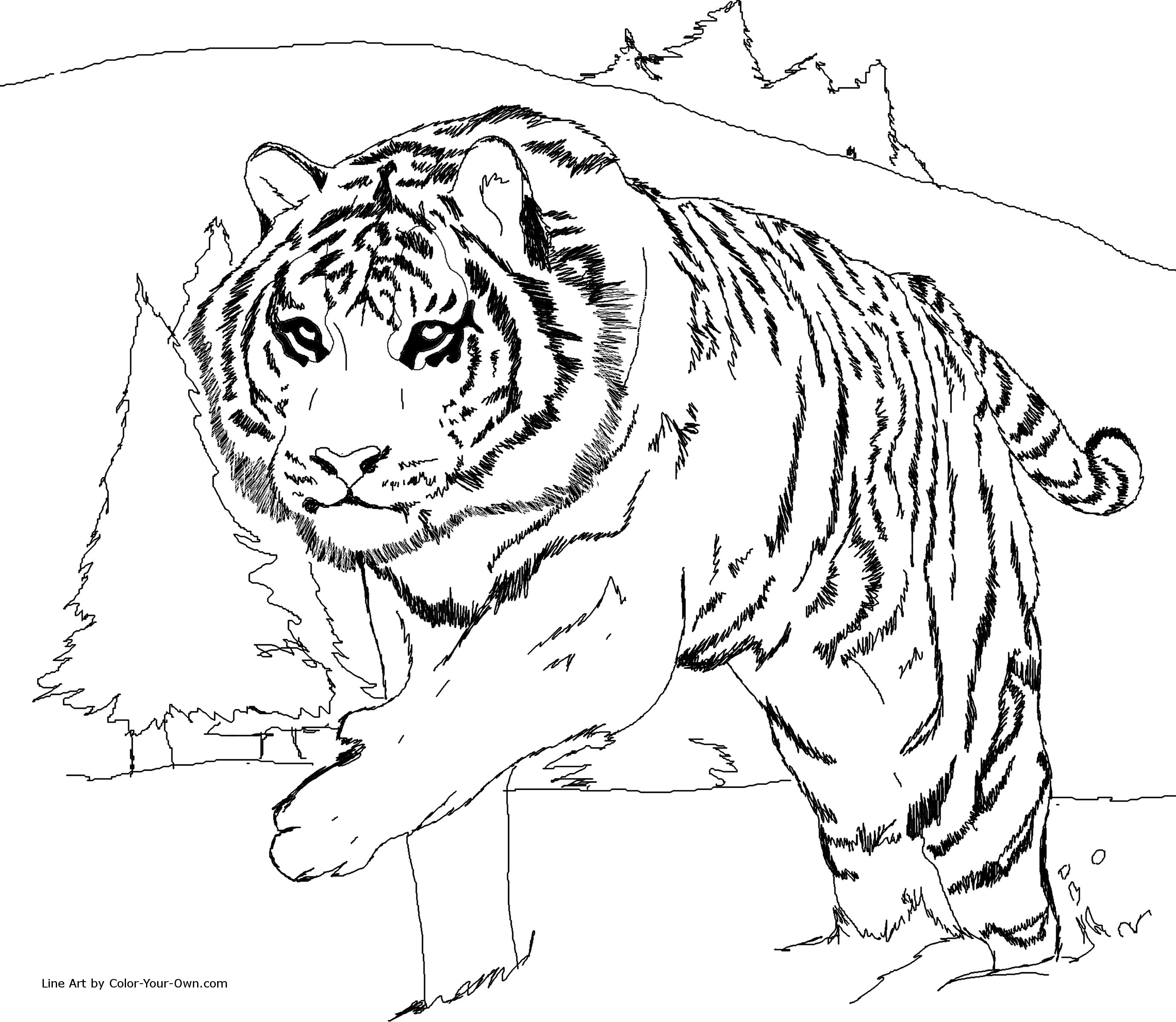 Coloring Pages Of Cute Tigers Lion And Tiger Coloring Pages At Getdrawings Free For Personal