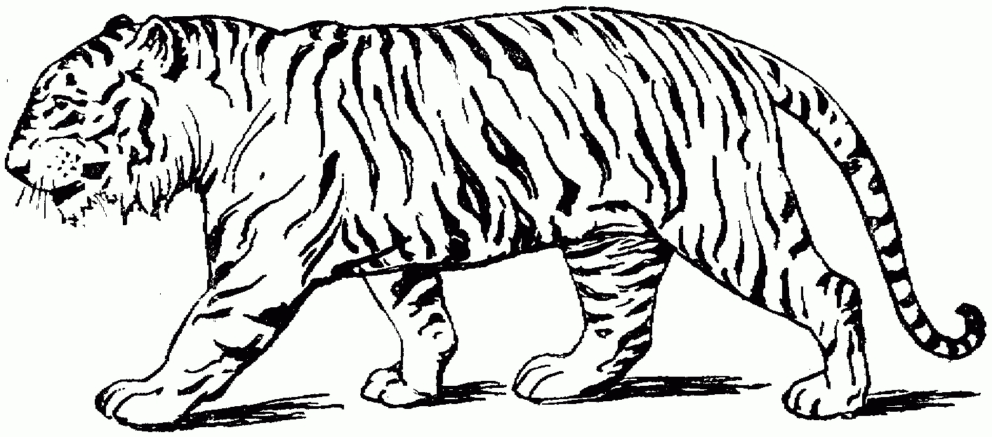 Coloring Pages Of Cute Tigers Lion And Tiger Coloring Pages