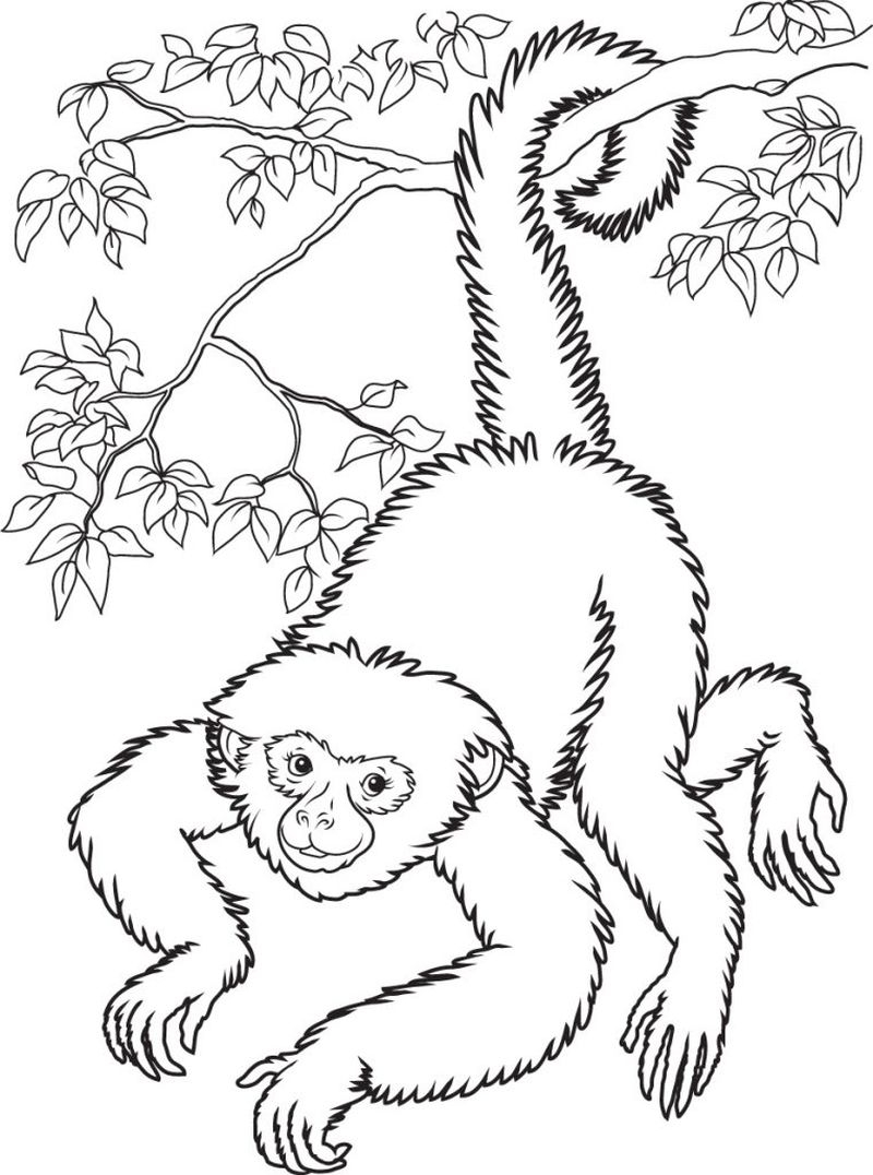 Coloring Pages Of Monkeys Coloring Pages Of Monkeys To Print Free Coloring Sheets