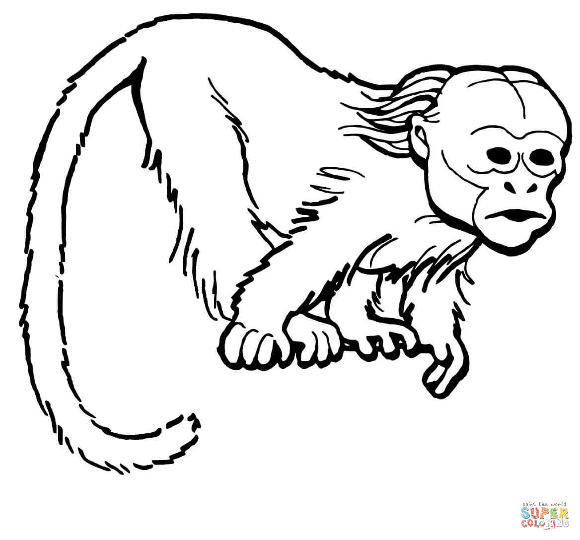 Coloring Pages Of Monkeys Curious Uakari Monkey Coloring Page Free Printable Coloring Pages