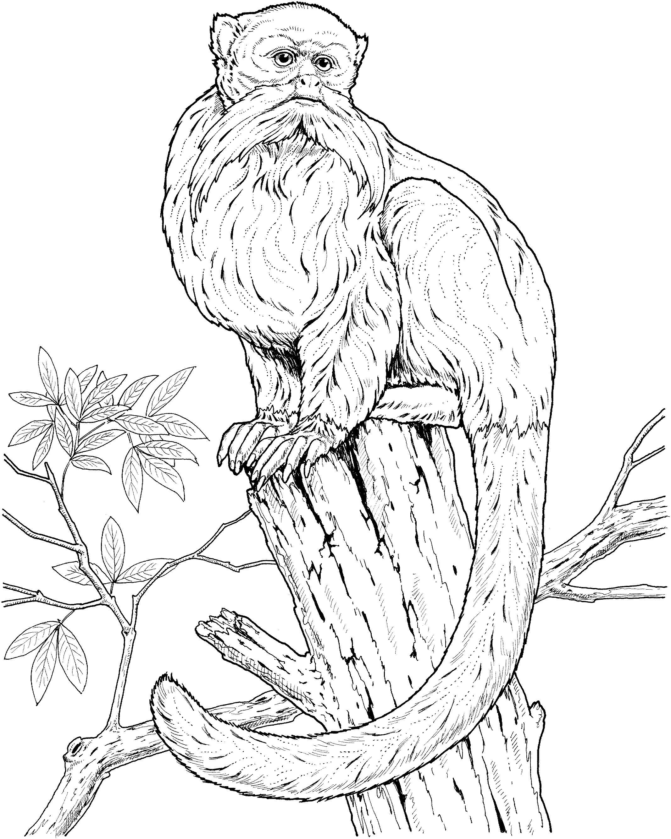 Coloring Pages Of Monkeys Free Monkey Coloring Pages