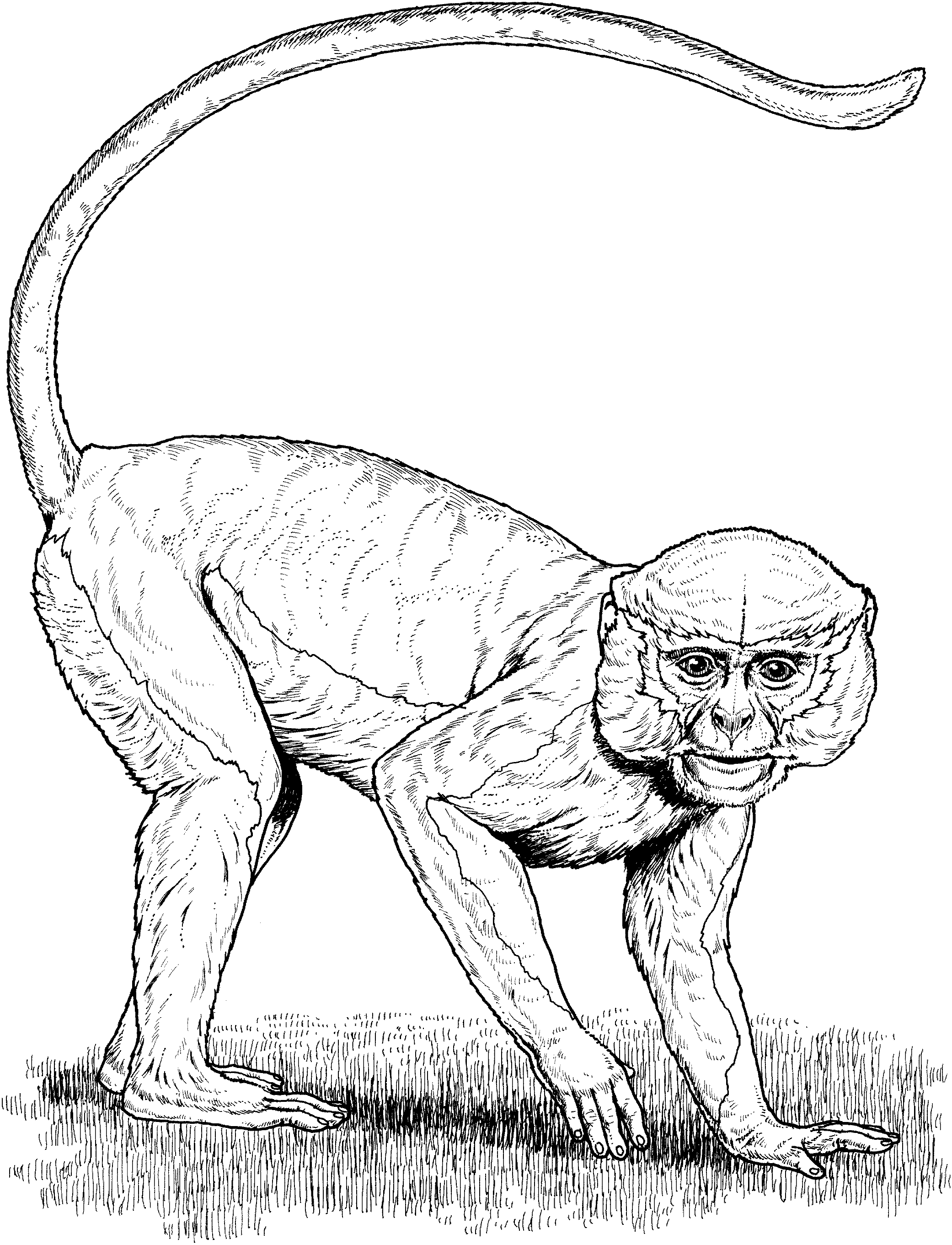 Coloring Pages Of Monkeys Monkey Coloring Pages