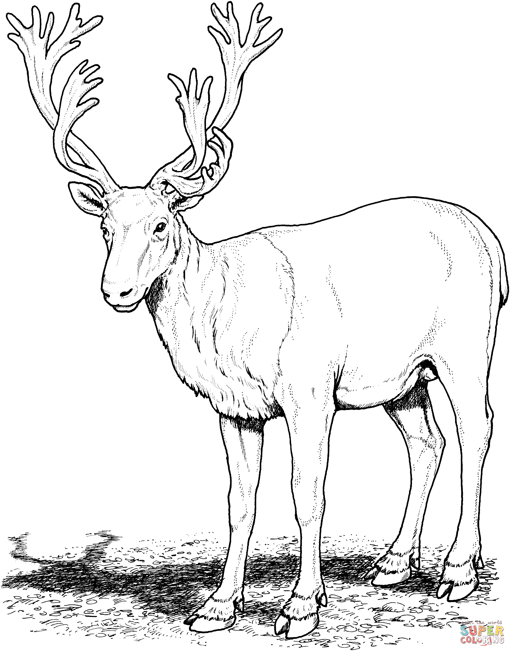 Deer Coloring Pages Caribou Deer Coloring Page Free Printable Coloring Pages