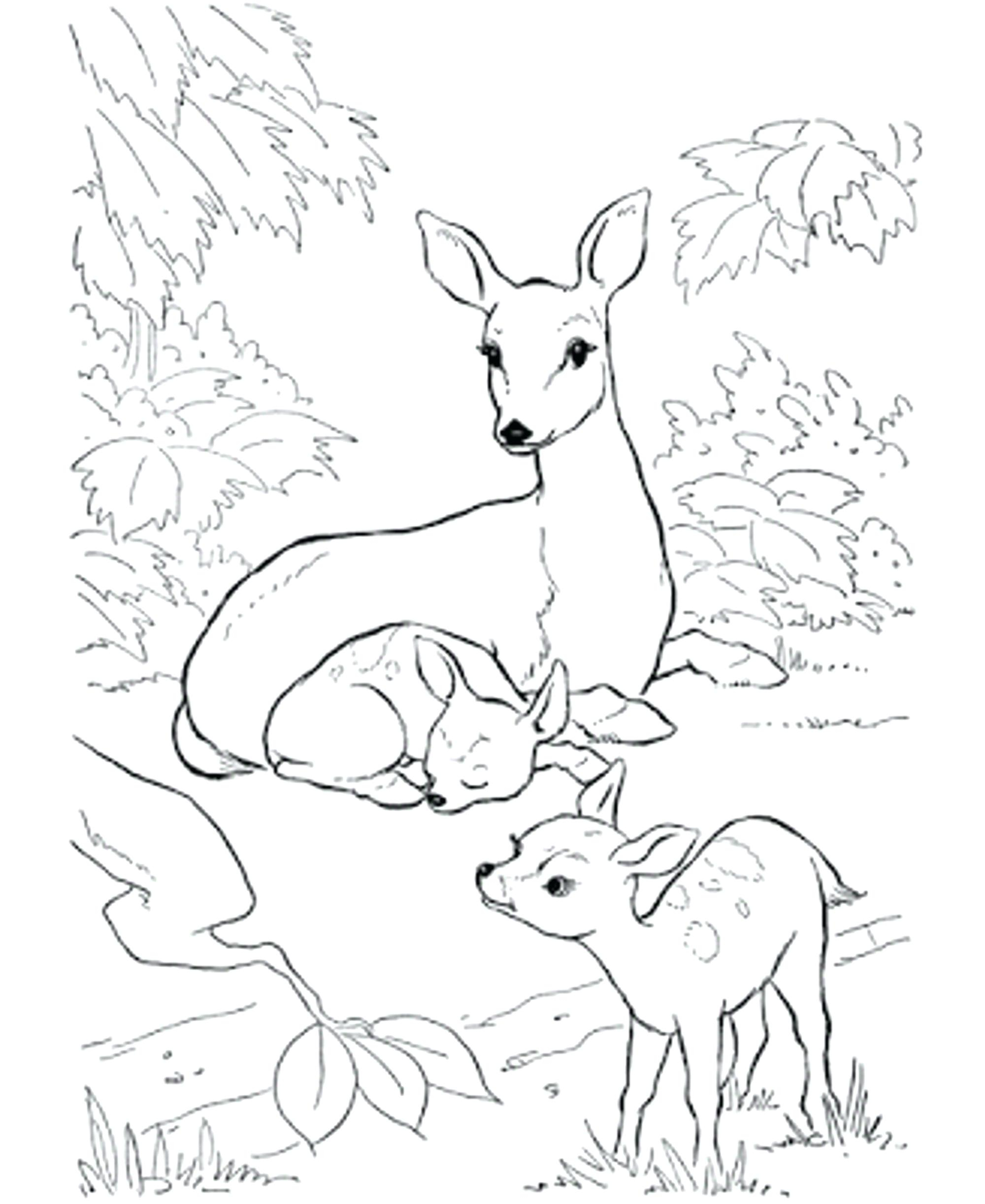 Deer Coloring Pages Coloring Pictures Of Deer Roamandfitco