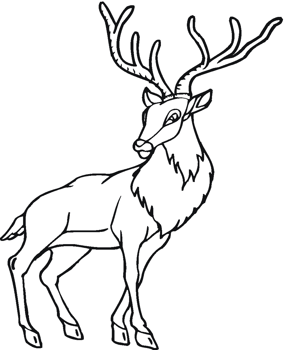 Deer Coloring Pages Deer Coloring Pages With Horn Coloringstar