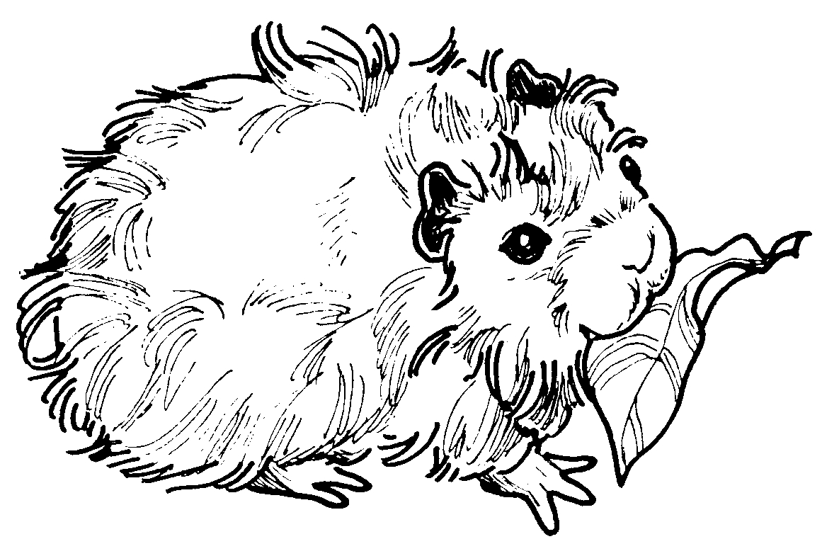 Free Guinea Pig Coloring Pages Guinea Pig Coloring Pages Books 100 Free And Printable