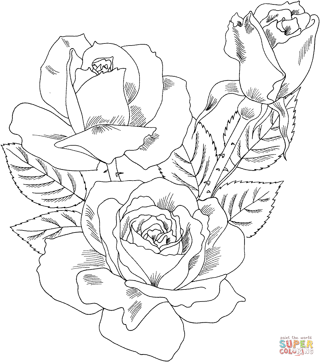 Free Rose Coloring Pages Double Delight Hybrid Tea Rose Coloring Page Free Printable