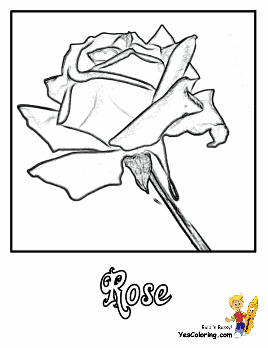 Free Rose Coloring Pages Rose Flowers Coloring Pages Free Yescoloring Rose Coloring