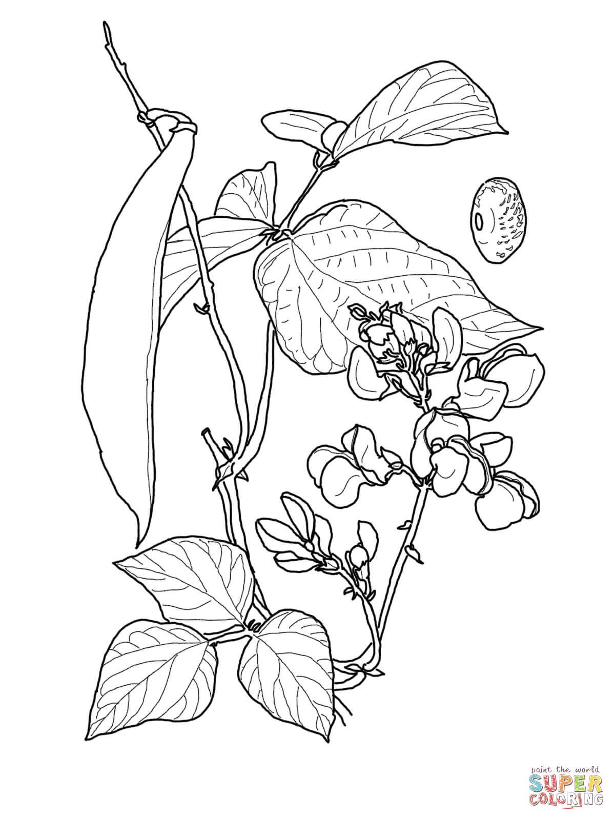 Green Beans Coloring Page Green Bean Coloring Page Free Printable Coloring Pages Coloring Home