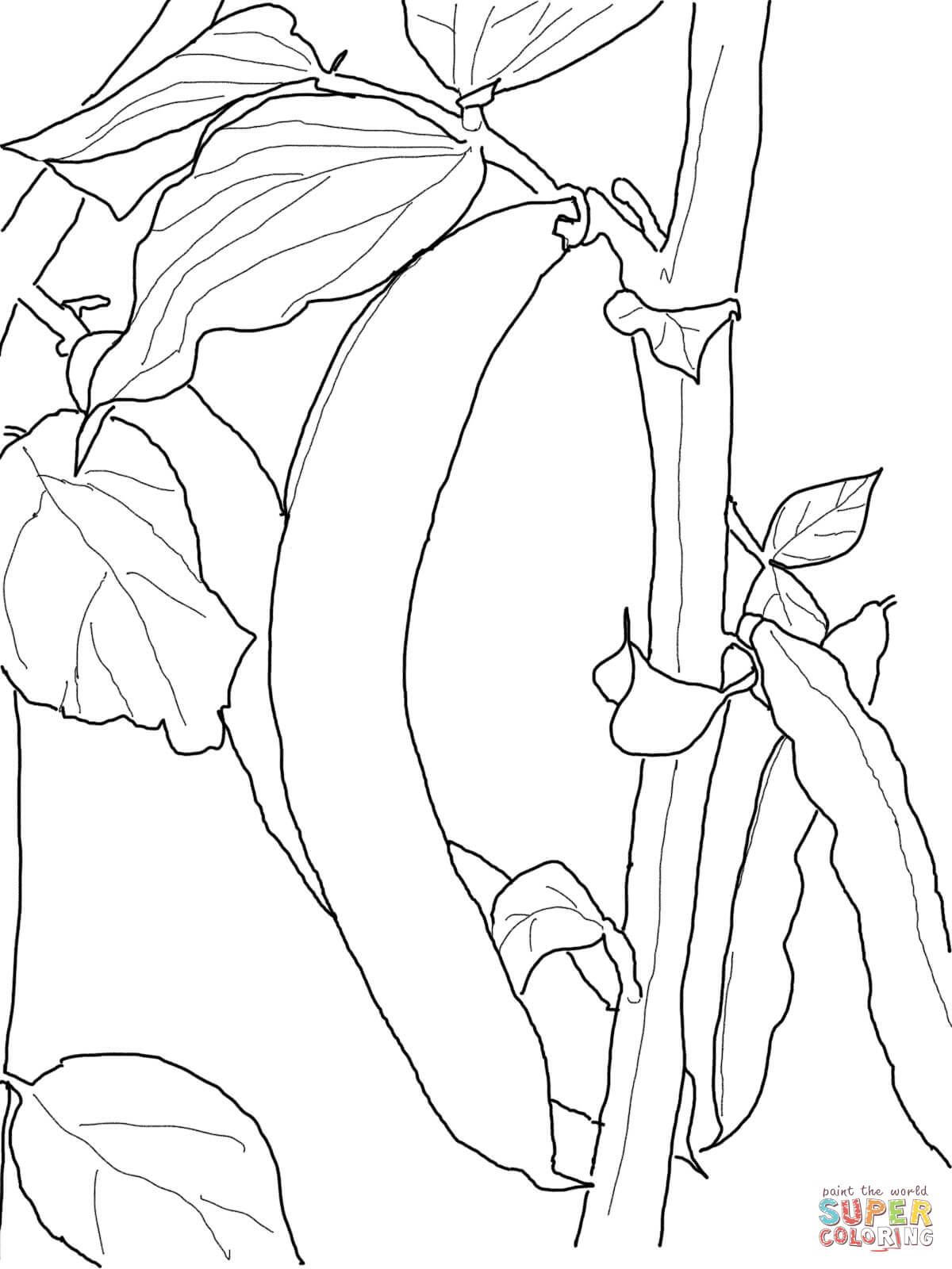 Green Beans Coloring Page Green Bean Coloring Page Free Printable Coloring Pages