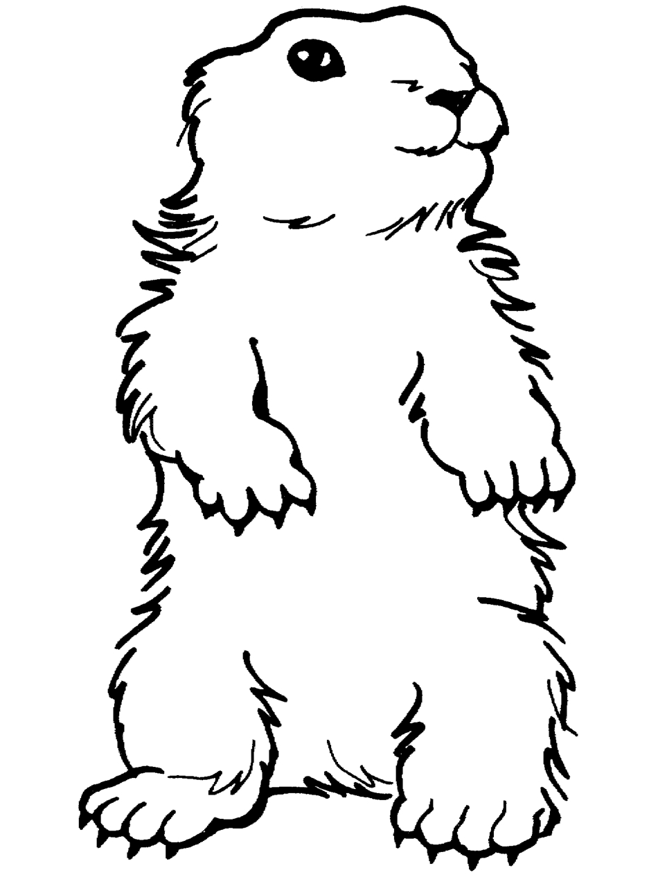 Groundhog Day Printable Coloring Pages Printable Groundhog Coloring Pages