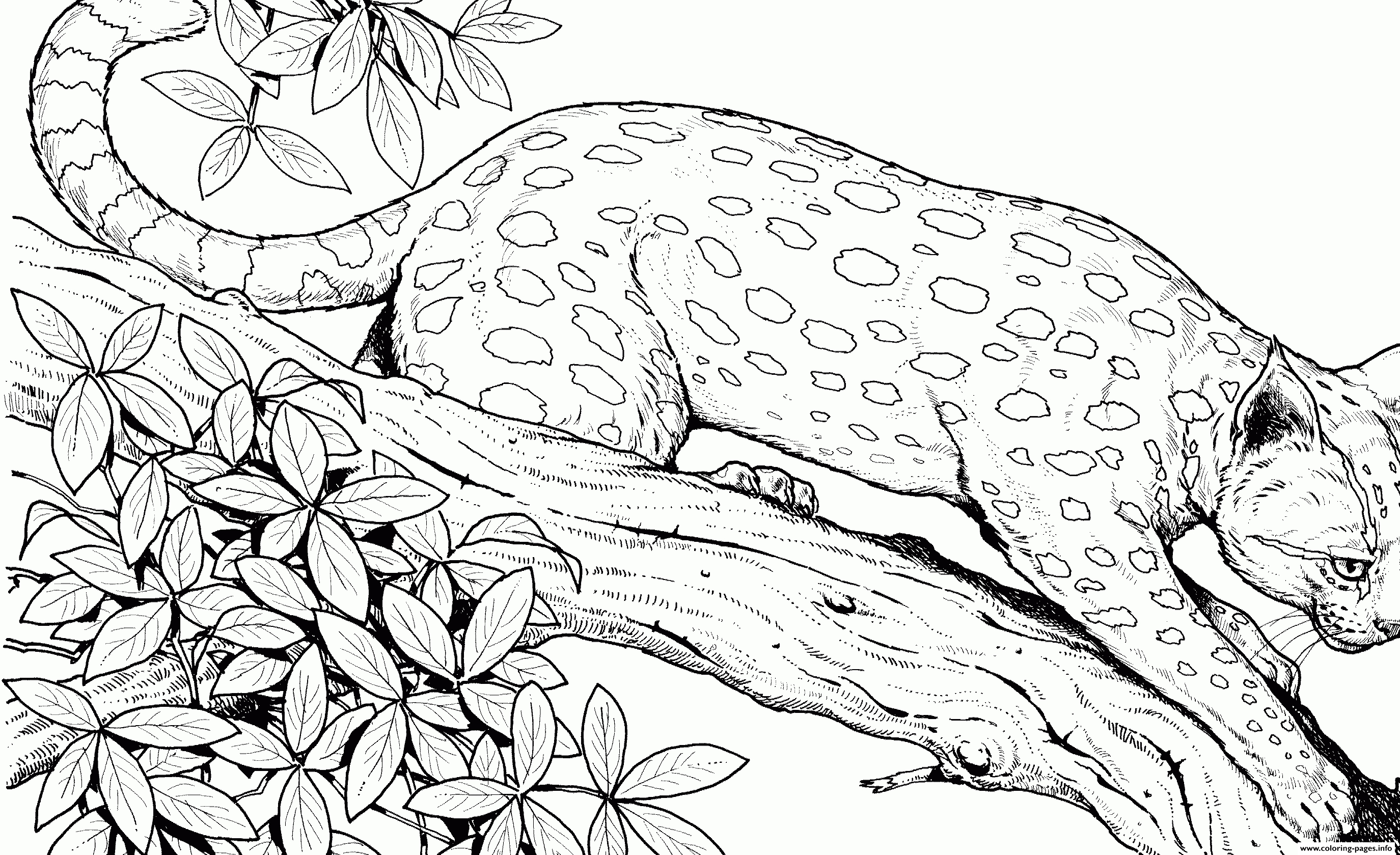 Hard Animal Coloring Pages Coloring Ideas Hard Animal Coloring Pages Stylish With Pertaining