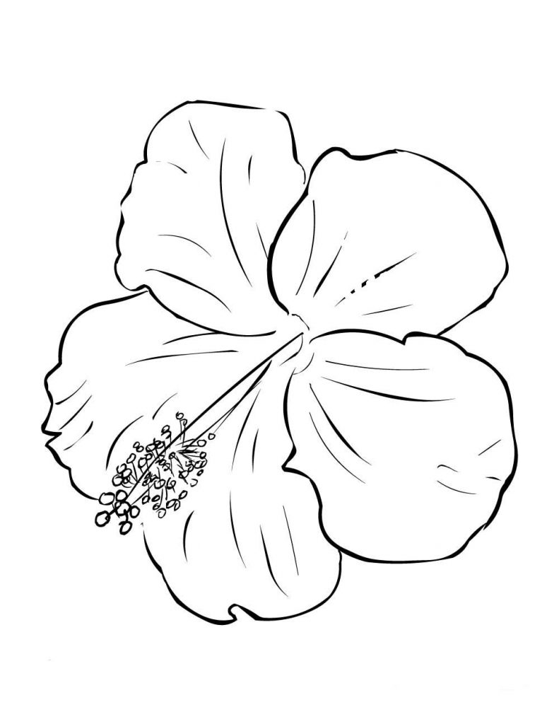 Hibiscus Flower Coloring Pages Best Hibiscus Coloring Pages For Kids How To Draw Hibiscus Flower