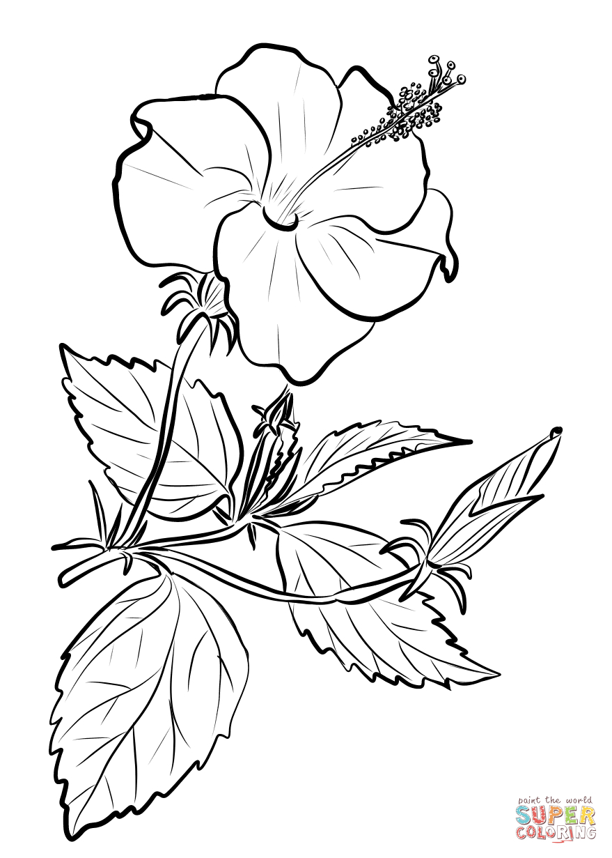 Hibiscus Flower Coloring Pages Chinese Hibiscus Coloring Page Free Printable Coloring Pages