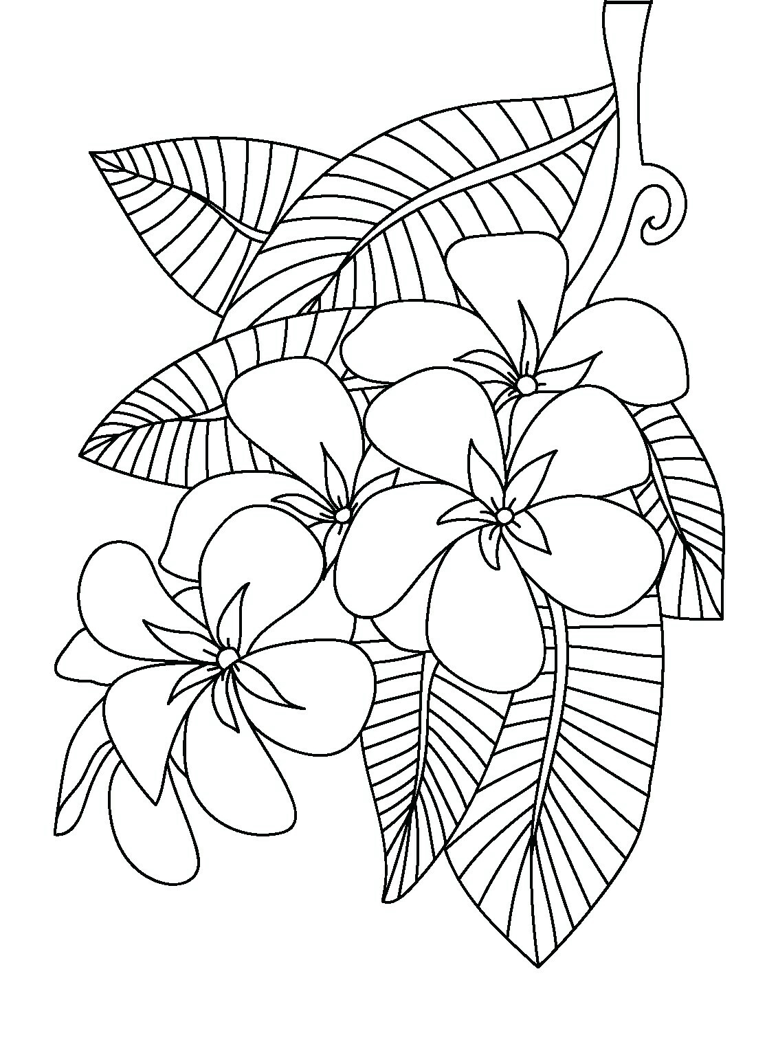 Hibiscus Flower Coloring Pages Coloring Books 41 Splendi Hawaiian Flower Coloring Pages