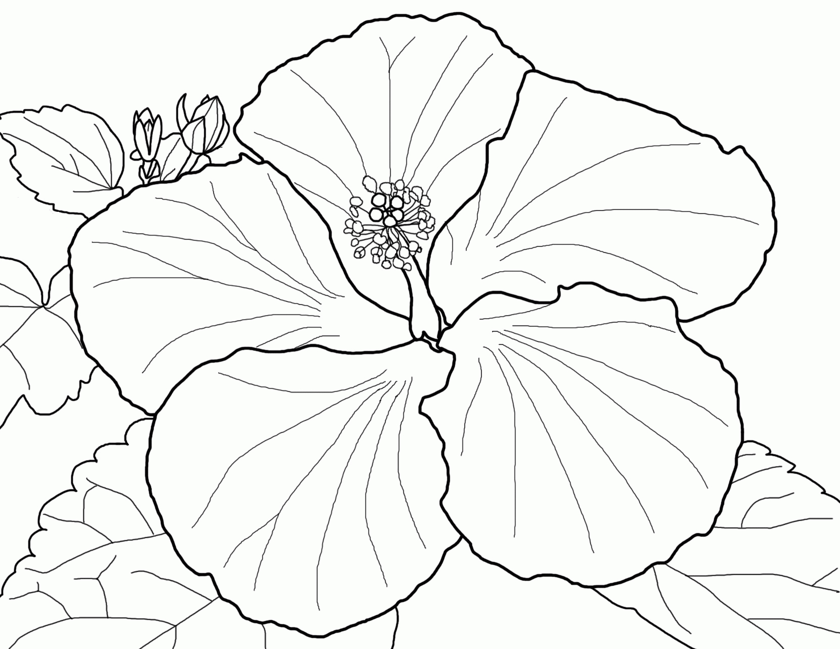 Hibiscus Flower Coloring Pages Free Coloring Pages Of Hibiscus Flowers Coloring Home