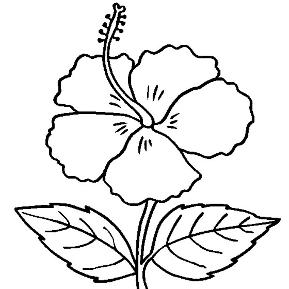 Hibiscus Flower Coloring Pages Free Printable Hibiscus Coloring Pages For Kids