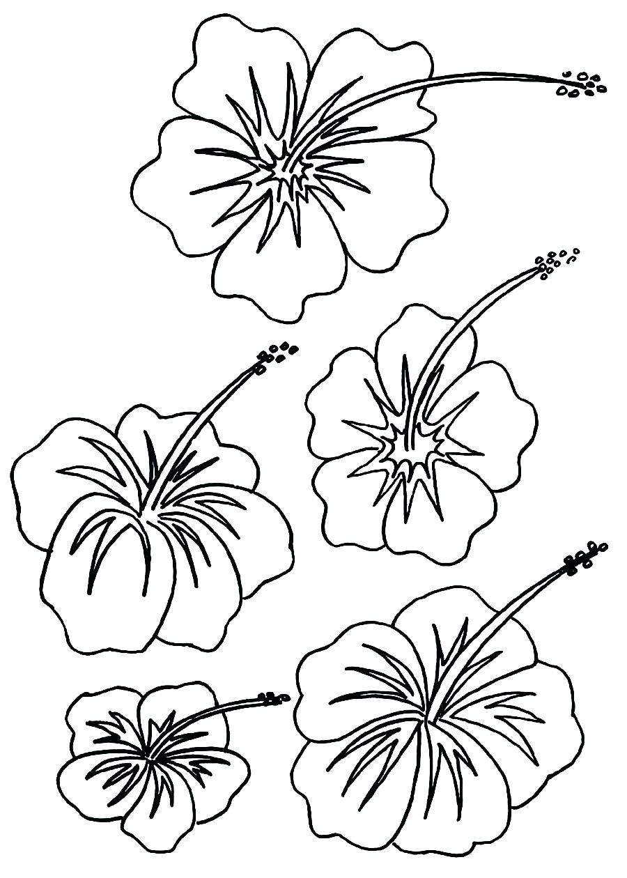 Hibiscus Flower Coloring Pages Hawaiian Flower Coloring Pages Spartanprintco