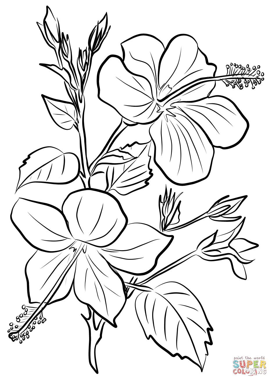Hibiscus Flower Coloring Pages Hibiscus Coloring Page Free Printable Coloring Pages