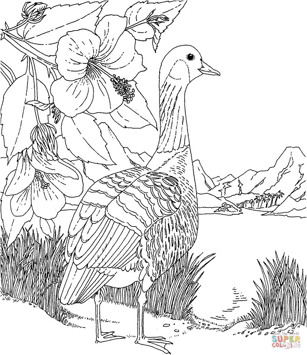 Hibiscus Flower Coloring Pages Hibiscus Coloring Pages Free Coloring Pages