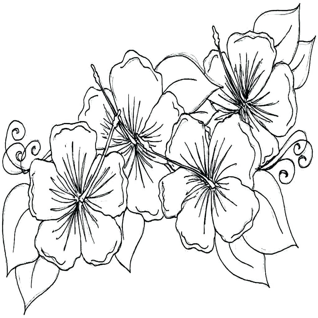 Hibiscus Flower Coloring Pages Hibiscus Coloring Pages Hibiscus Coloring Pages Hibiscus Flower