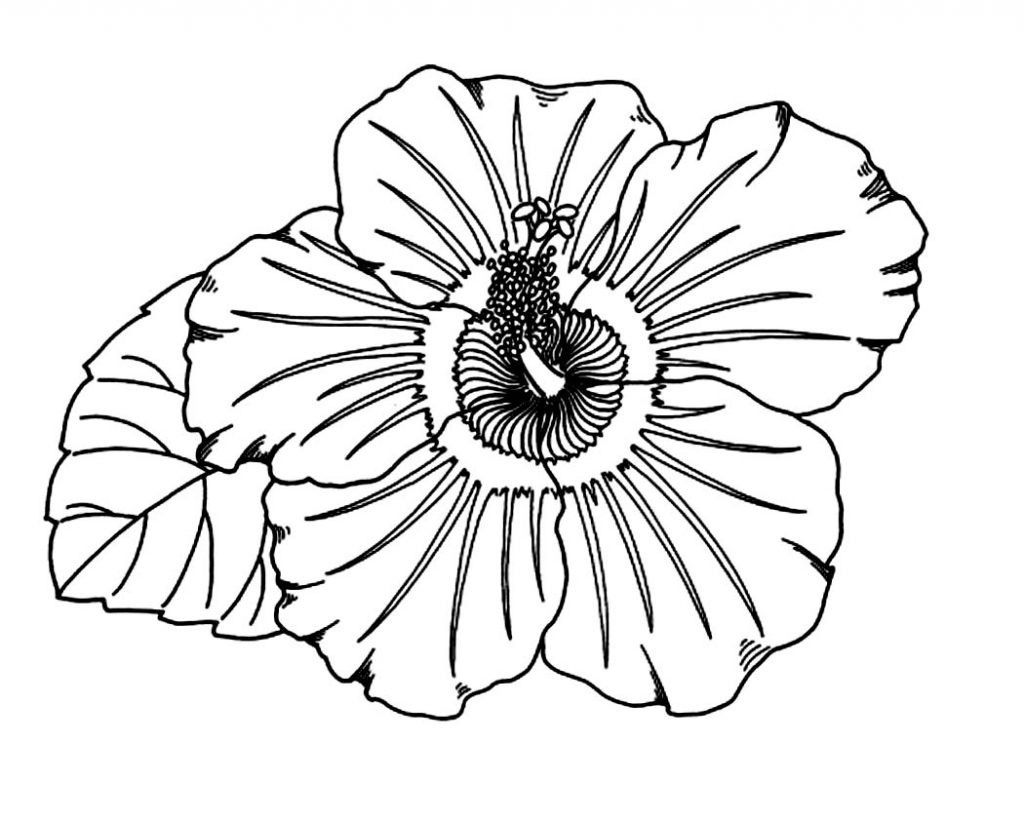 Hibiscus Flower Coloring Pages Hibiscus Flower Coloring Page Get Coloring Pages For You