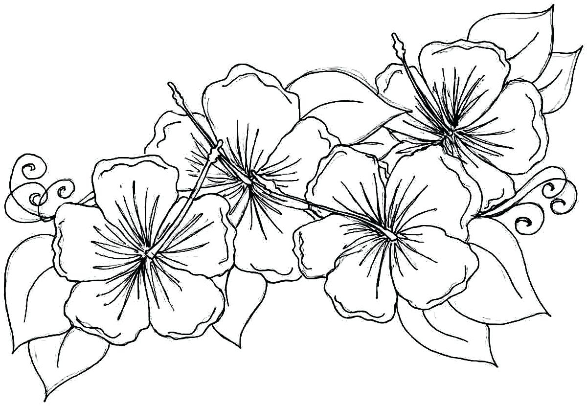 Hibiscus Flower Coloring Pages Hibiscus Flower Coloring Pages Maydaysheetco