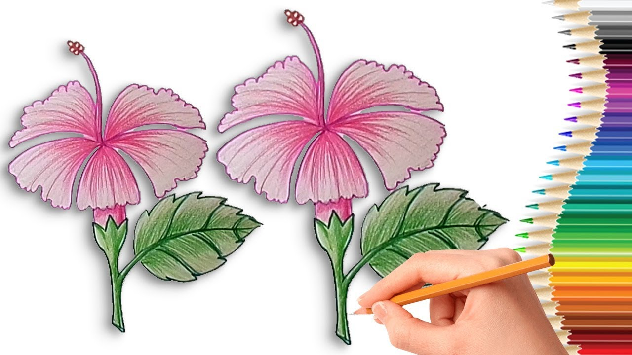 Hibiscus Flower Coloring Pages How To Draw A Hibiscus Flower Step Step Easy For Kids Learn Drawing With Coloring Pages
