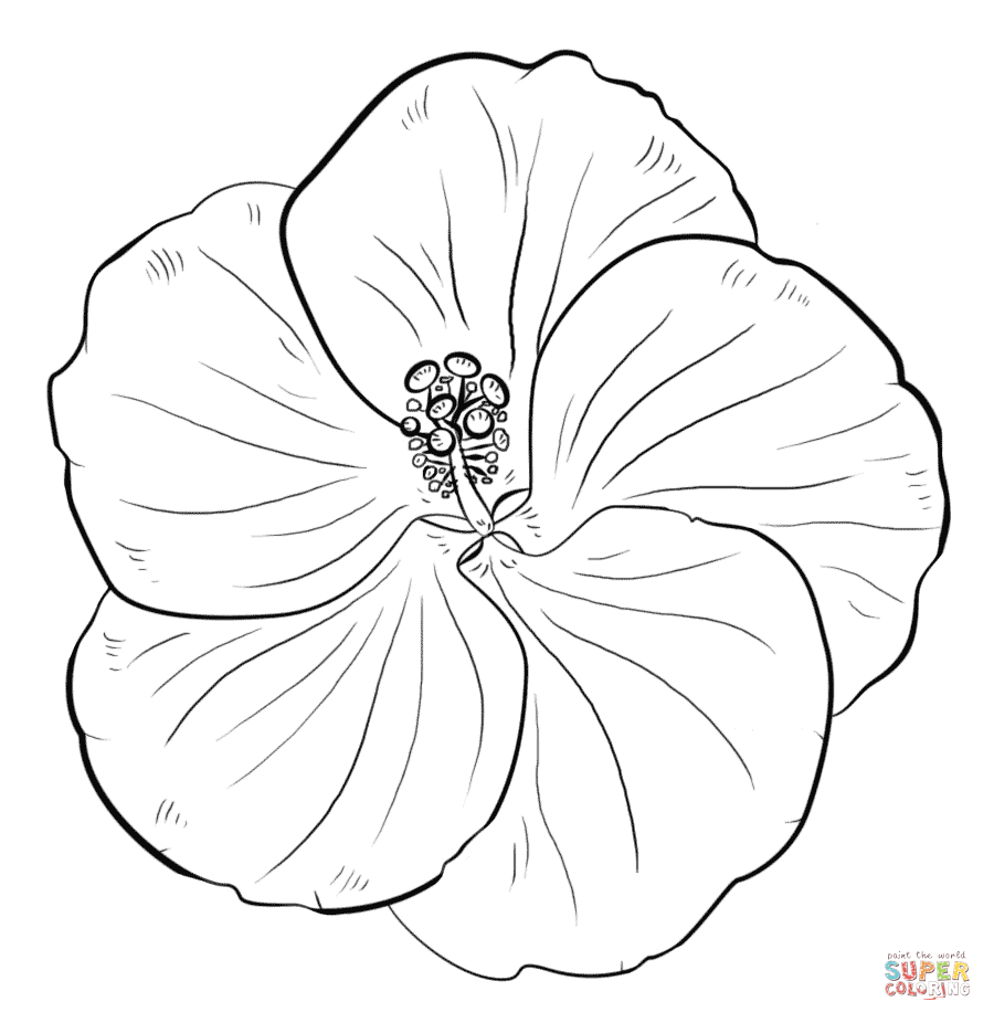 Hibiscus Flower Coloring Pages Yellow Hibiscus Coloring Page Free Printable Coloring Pages