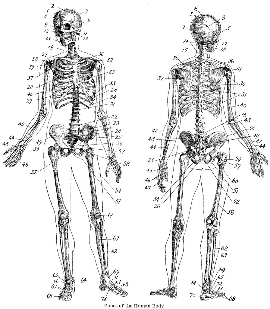 Human Skeleton Coloring Pages 47 Skull Bones Anatomy Coloring Pages Human Skull Bones Colouring