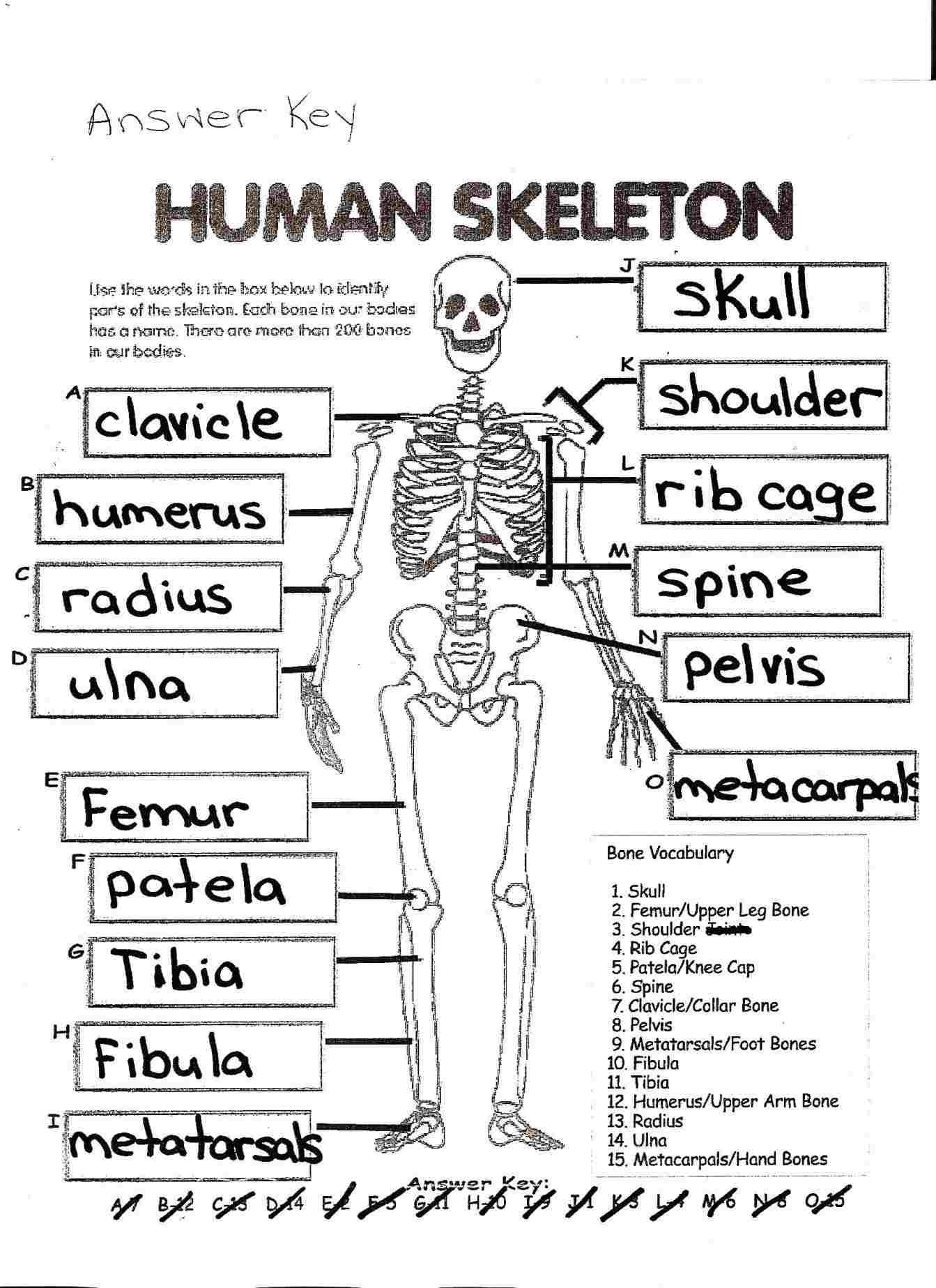 Human Skeleton Coloring Pages Coloring Pages 45 Bones Of The Skull Coloring Pages Picture