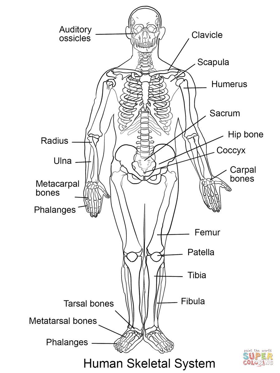 Human Skeleton Coloring Pages Human Skeletal System Coloring Page Free Printable Coloring Pages