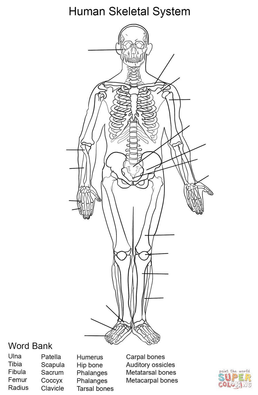 Human Skeleton Coloring Pages Human Skeletal System Worksheet Coloring Page Free Printable