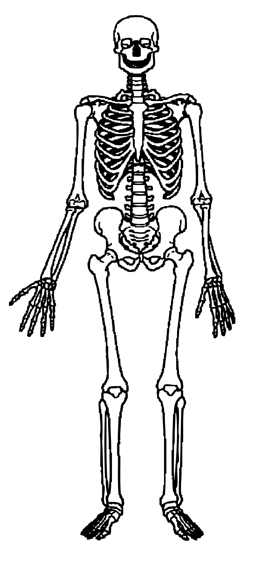 Human Skeleton Coloring Pages Human Skeleton Clipart