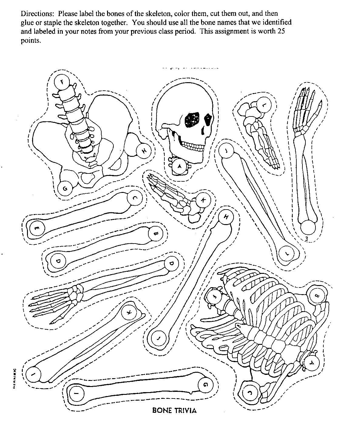 Human Skeleton Coloring Pages Human Skeleton Coloring Sheet Fresh Elementary Printables For