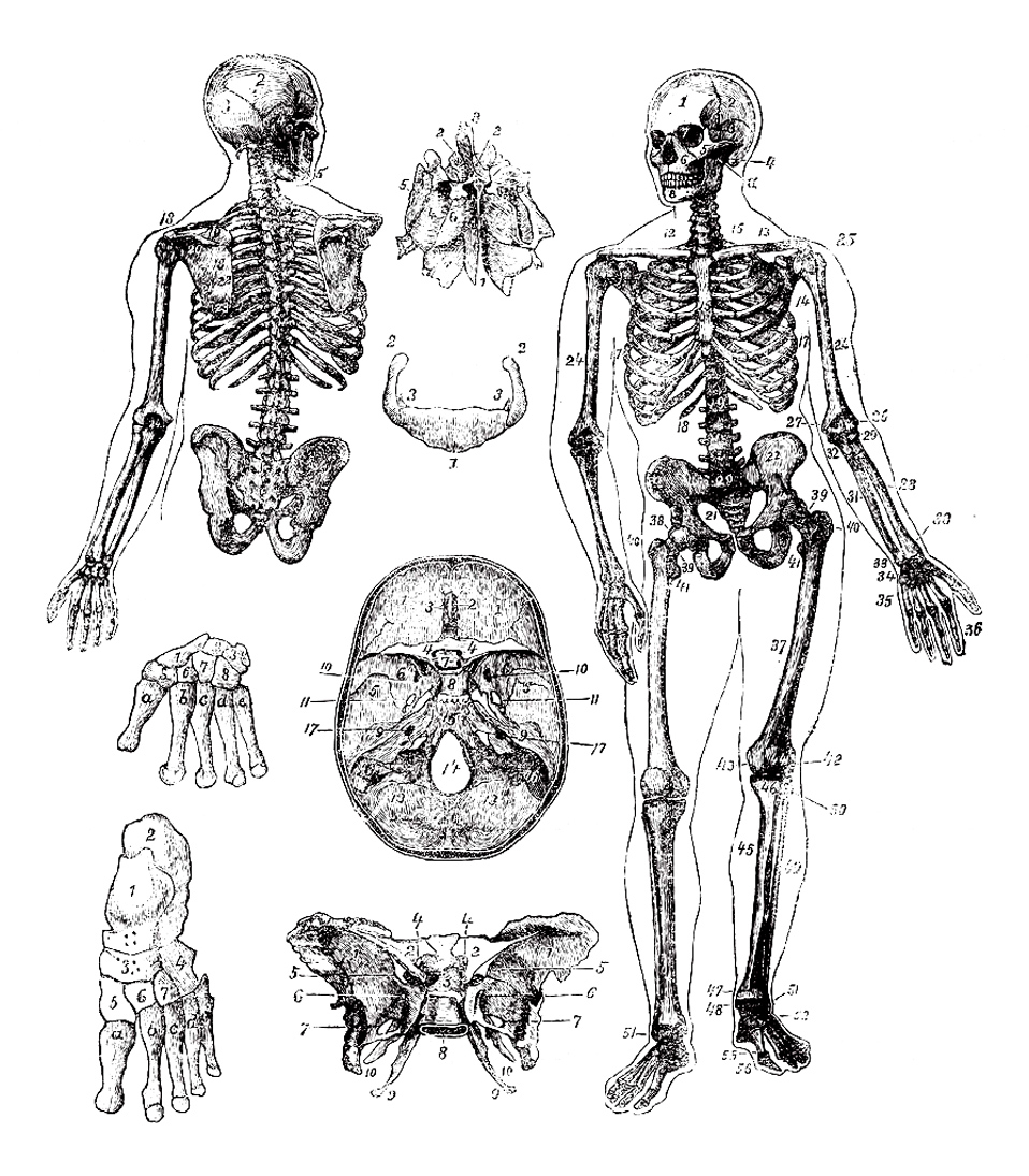 Human Skeleton Coloring Pages Human Skeleton Vintage Engraving Vintage Adult Coloring Pages