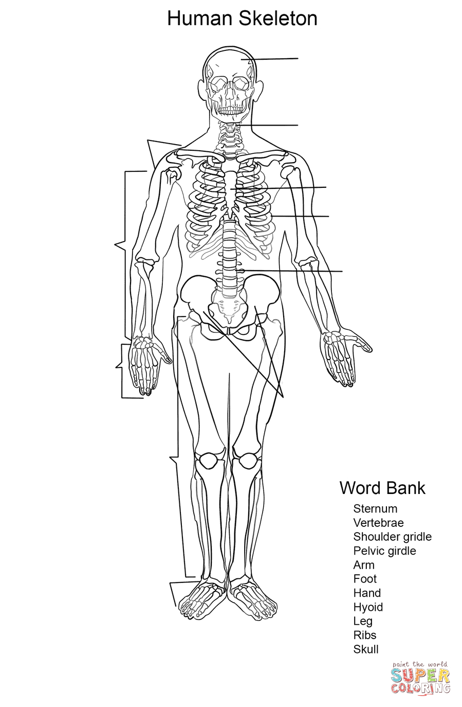 Human Skeleton Coloring Pages Human Skeleton Worksheet Coloring Page Free Printable Coloring Pages