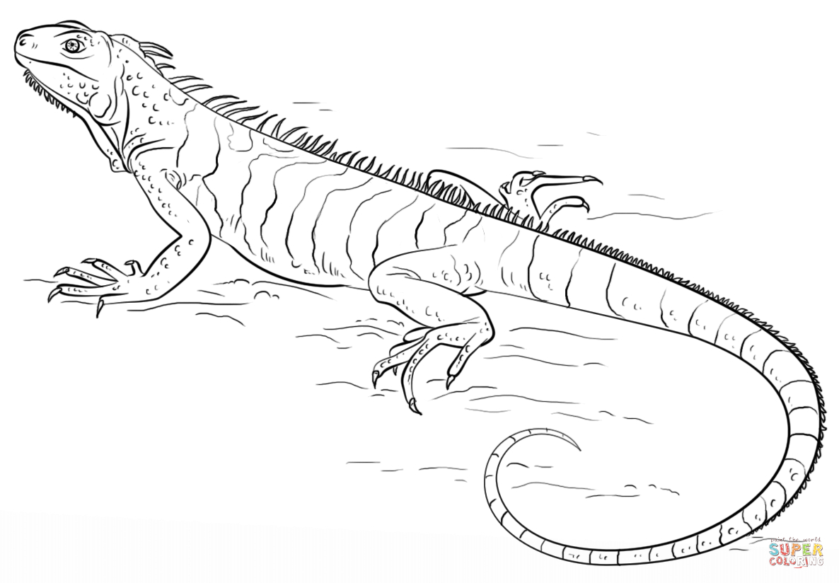 Iguana Coloring Page Iguana Coloring Page Free Printable Coloring Pages