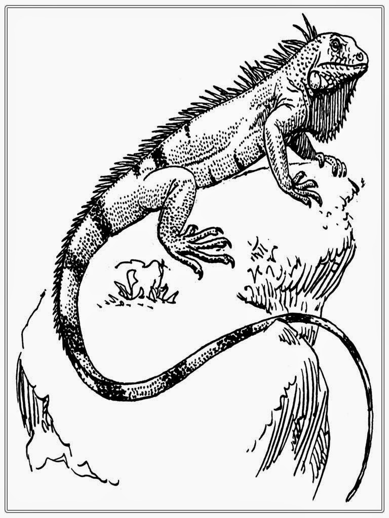 Iguana Coloring Page Iguana Realistic Coloring Pages Print Coloring