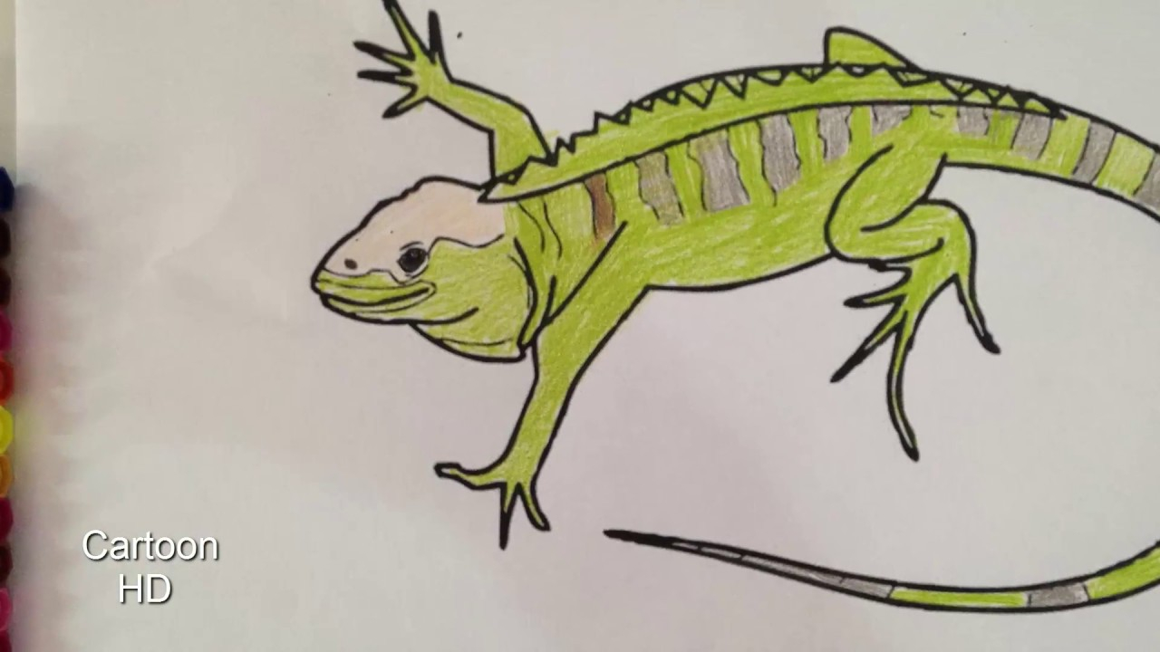 Iguana Coloring Page Learn Coloring For Kids Iguana Coloring Page For Kids Cartoon Hd